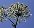 Heracleum mantegazzianum