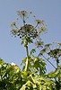 Heracleum mantegazzianum