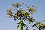 Heracleum mantegazzianum