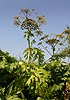 Heracleum mantegazzianum