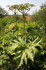 Heracleum mantegazzianum