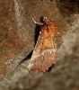 Herald Moth