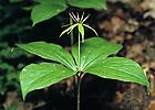 Herb Paris