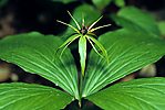 Herb Paris