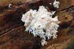 Hericium clathroides
