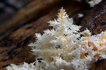 Hericium clathroides