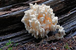 Hericium flagellum