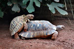 Hermann's Tortoise