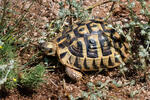 Hermann's Tortoise