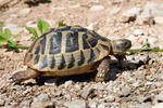 Hermann's Tortoise