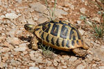 Hermann's Tortoise