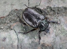 Hermit Beetle