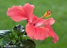 Hibiskus