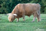 Highland Cattle