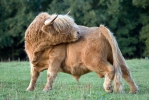 Highland cattle