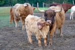 Highland Cattle