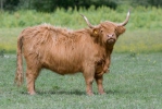 Highlander razza bovina