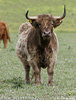 Highlander razza bovina