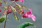 Himalayan Balsam