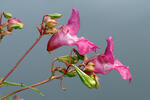 Himalayan Balsam