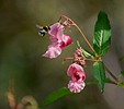 Himalayan Balsam