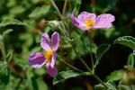 Hoary Rock-rose