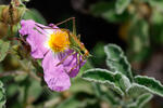 Hoary Rock-rose