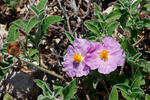 Hoary Rock-rose