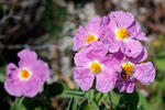 Hoary Rock-rose