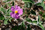 Hoary Rock-rose