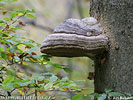 Hoof Tinder Fungus