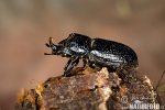 Horned stag beetle