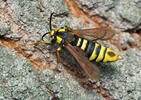 Hornet Moth