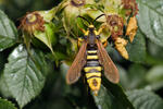 Hornet Moth