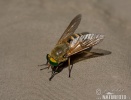 Horse Fly