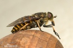 Horse Fly