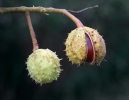 Horsechestnut