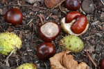 Horsechestnut