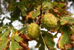 Horsechestnut