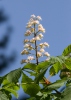 Horsechestnut