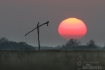 Hortobagy National Park - the Puszta