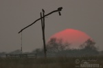 Hortobagy National Park - the Puszta