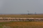 Hortobagy National Park - the Puszta