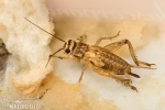 House Cricket