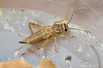 House Cricket