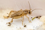 House Cricket