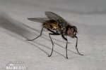 House Fly