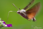 Hummingbird Hawk-moth