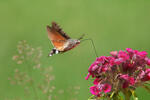 Hummingbird Hawk-moth