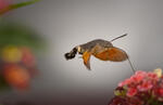 Hummingbird Hawk-moth